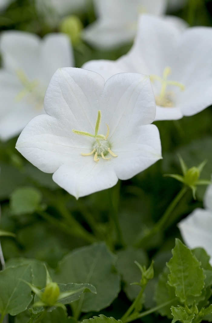 Carpathian Bellflower - Campanula carpatica 'White Clips' from E.C. Brown's Nursery Carpathian Bellflower - Campanula carpatica 'White Clips' from E.C. Brown's Nursery
