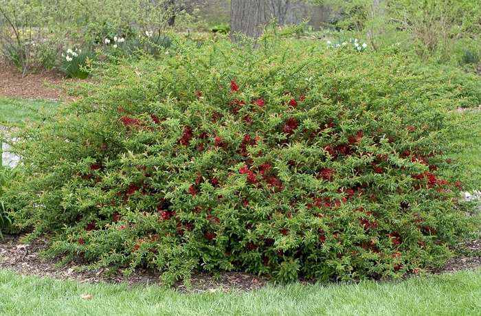 Flowering Quince - Chaenomeles x superba 'Texas Scarlet' from E.C. Brown's Nursery