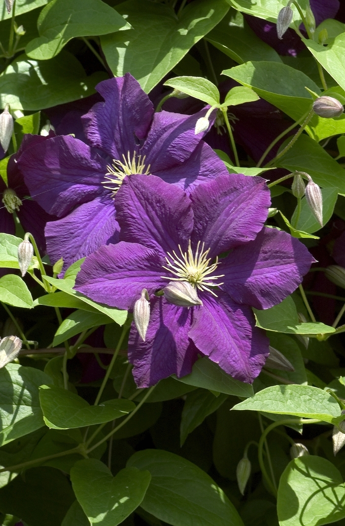 Clematis - Clematis viticella 'Etoile Violette' from E.C. Brown's Nursery