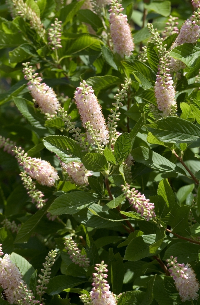Sweet Pepper Bush - Clethra alnifolia 'Pink Spire' from E.C. Brown's Nursery