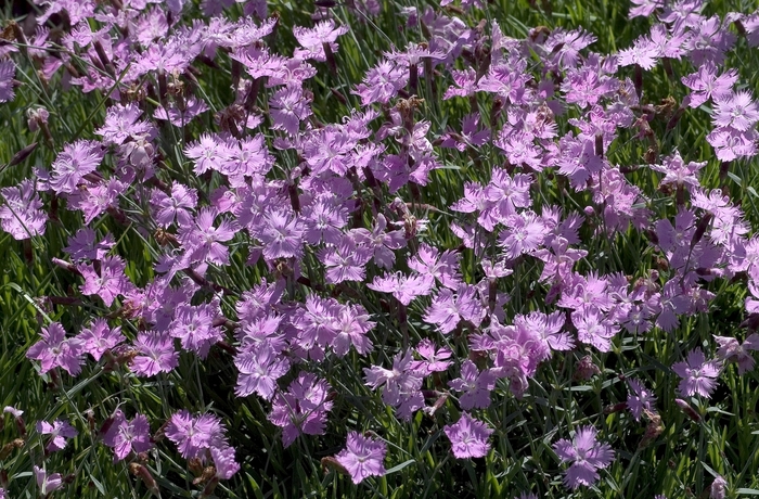 Pinks - Dianthus 'Baths Pink' from E.C. Brown's Nursery Pinks - Dianthus 'Baths Pink' from E.C. Brown's Nursery