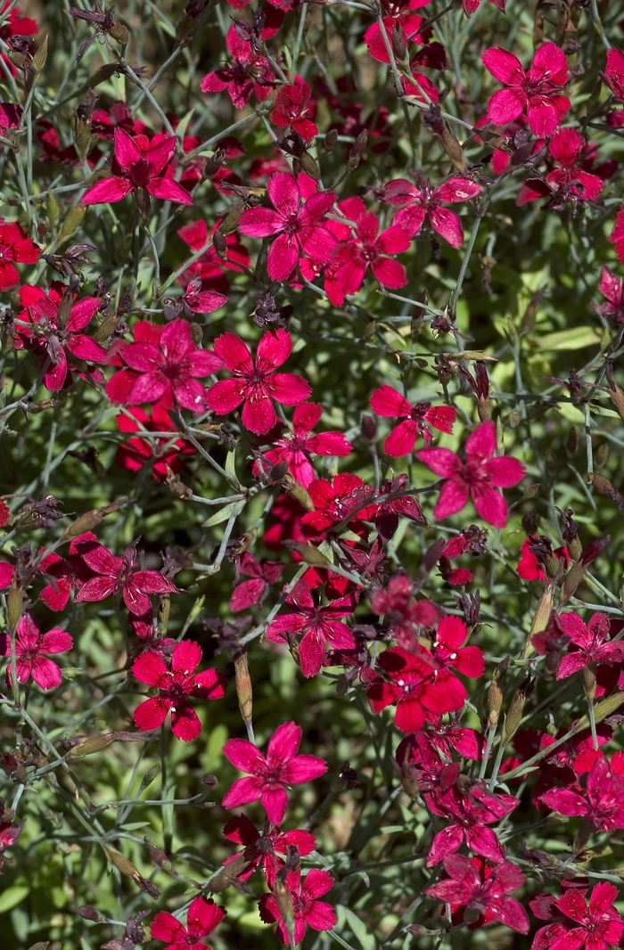 'Confetti Red' Pinks - Dianthus deltoides from E.C. Brown's Nursery 'Confetti Red' Pinks - Dianthus deltoides from E.C. Brown's Nursery