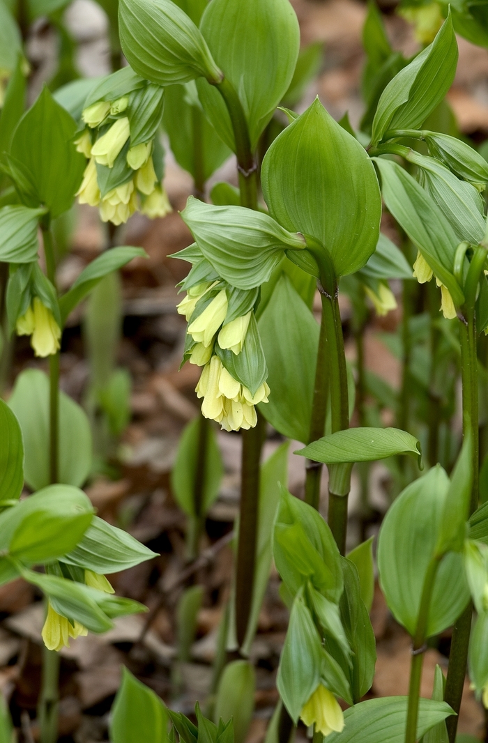 Yellow Fairy Bells - Disporum flavens from E.C. Brown's Nursery Yellow Fairy Bells - Disporum flavens from E.C. Brown's Nursery