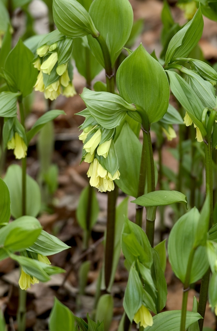 Yellow Fairy Bells - Disporum flavens from E.C. Brown's Nursery