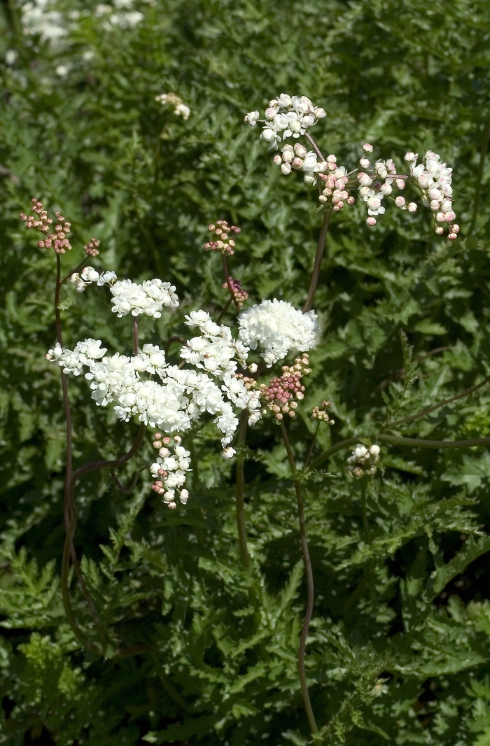 Dropwort - Filipendula vulgaris 'Flora Plena' from E.C. Brown's Nursery
