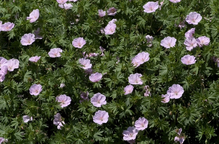 Bloody Cranesbill - Geranium sanguineum 'Striatum' from E.C. Brown's Nursery