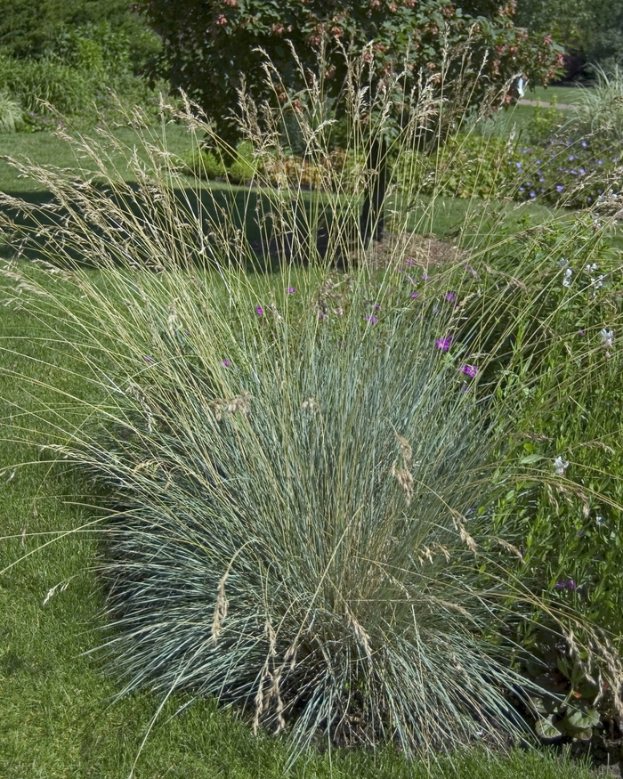 Blue Oat Grass - Helictotrichon semperviren from E.C. Brown's Nursery Blue Oat Grass - Helictotrichon semperviren from E.C. Brown's Nursery
