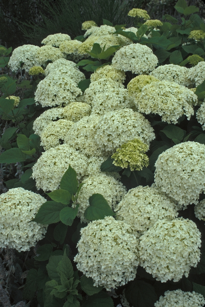 Smooth Hydrangea - Hydrangea arborescens 'Annabelle' from E.C. Brown's Nursery