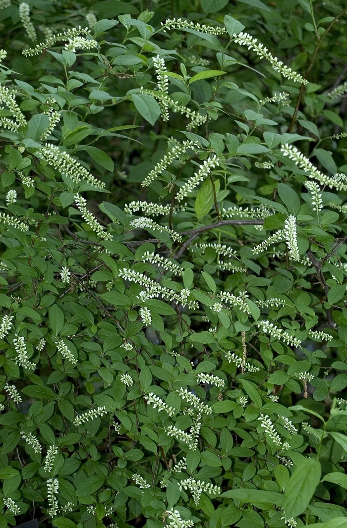 Sweetspire - Itea virginica from E.C. Brown's Nursery Sweetspire - Itea virginica from E.C. Brown's Nursery