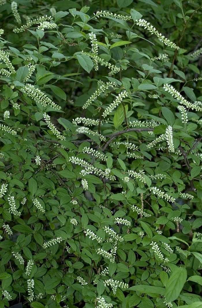 Sweetspire - Itea virginica from E.C. Brown's Nursery