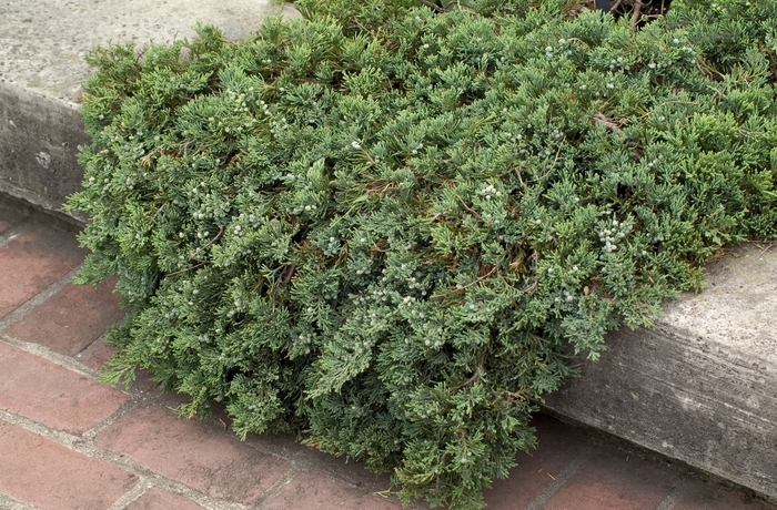 Creeping Juniper - Juniperus horizontalis 'Wiltonii' from E.C. Brown's Nursery