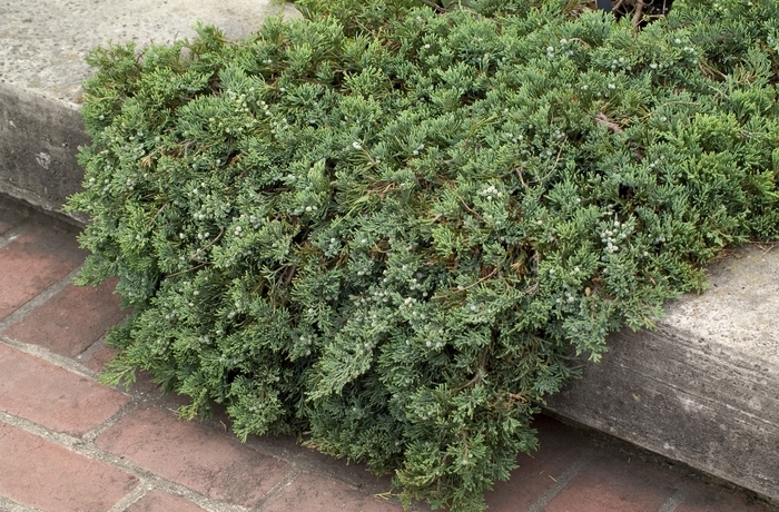 Creeping Juniper - Juniperus horizontalis 'Wiltonii' from E.C. Brown's Nursery Creeping Juniper - Juniperus horizontalis 'Wiltonii' from E.C. Brown's Nursery
