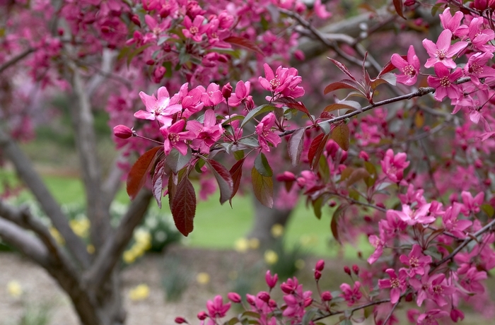 'Indian Magic' Crabapple - Malus hybrid 'Indian Magic' from E.C. Brown's Nursery 'Indian Magic' Crabapple - Malus hybrid 'Indian Magic' from E.C. Brown's Nursery