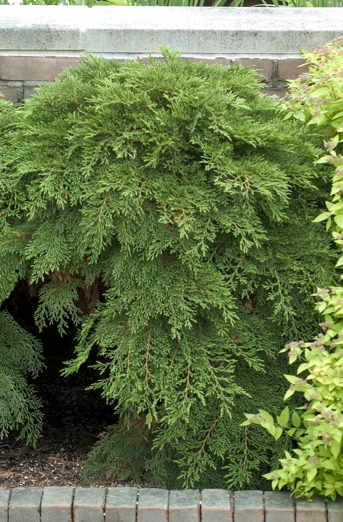 Creeping Siberian Cypress - Microbiota decussata from E.C. Brown's Nursery