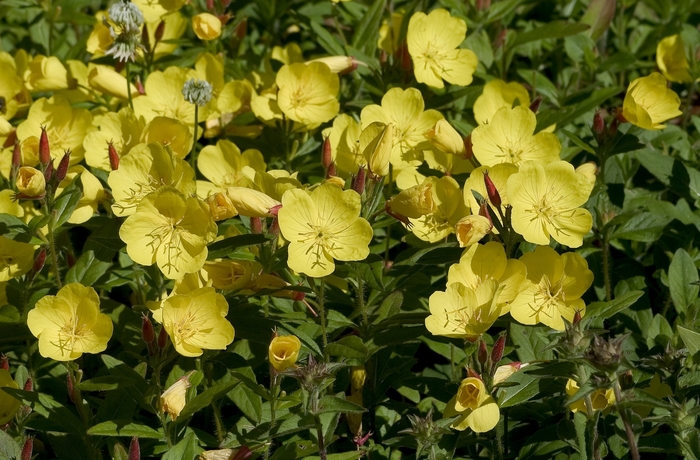 Youngii Lapsley Evening Primrose - Oenothera fruticosa 'Youngii Lapsley' (Evening Primrose) from E.C. Brown's Nursery