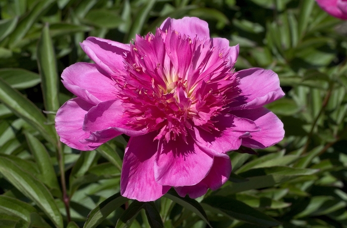 Peony - Paeonia 'Japanese Pink' from E.C. Brown's Nursery Peony - Paeonia 'Japanese Pink' from E.C. Brown's Nursery