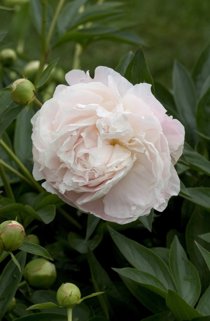 'Mother's Choice' Peony - Paeonia lactiflora from E.C. Brown's Nursery