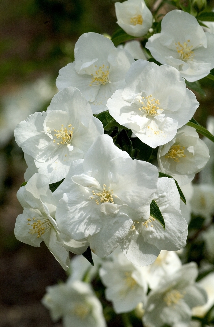 Mock Orange - Philadelphus coronarius from E.C. Brown's Nursery