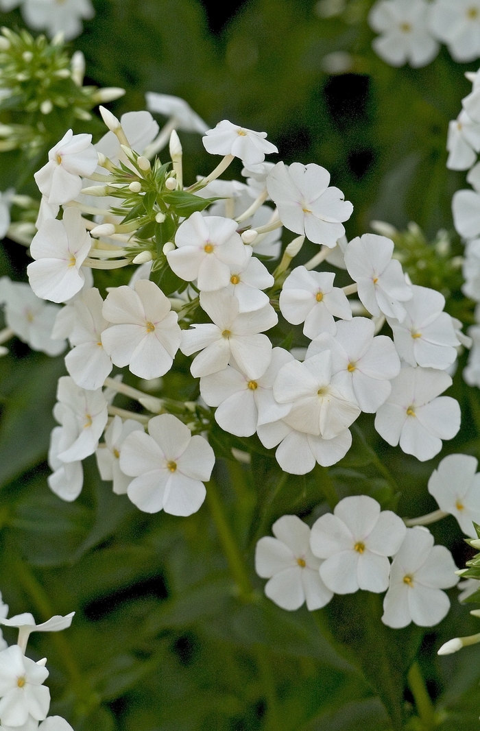 Meadow Phlox - Phlox maculata 'Miss Lingard' from E.C. Brown's Nursery