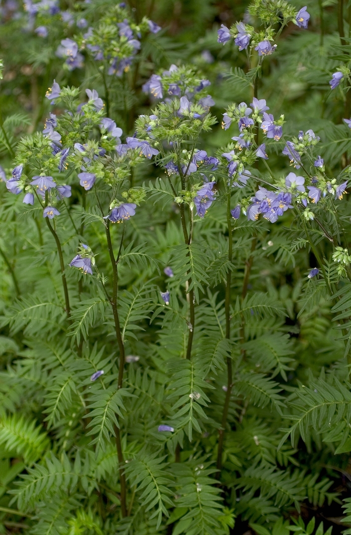 'Bressingham Purple' Jacob's Ladder - Polemonium yezoense from E.C. Brown's Nursery