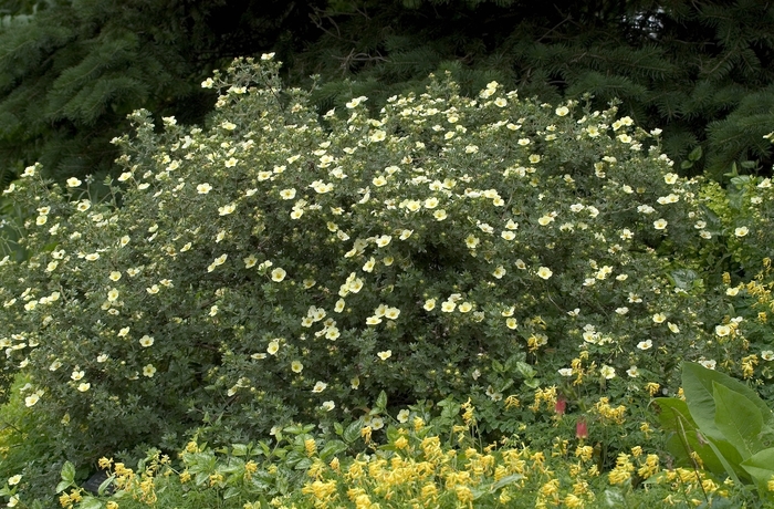 Primrose Beauty Cinquefoil - Potentilla fruticosa 'Primrose Beauty' from E.C. Brown's Nursery Primrose Beauty Cinquefoil - Potentilla fruticosa 'Primrose Beauty' from E.C. Brown's Nursery