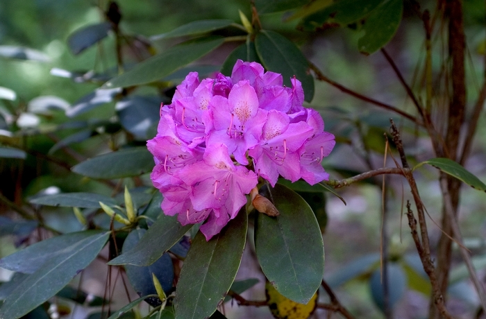 Purpureum Grandiflorum - Rhododendron hybrid from E.C. Brown's Nursery Purpureum Grandiflorum - Rhododendron hybrid from E.C. Brown's Nursery