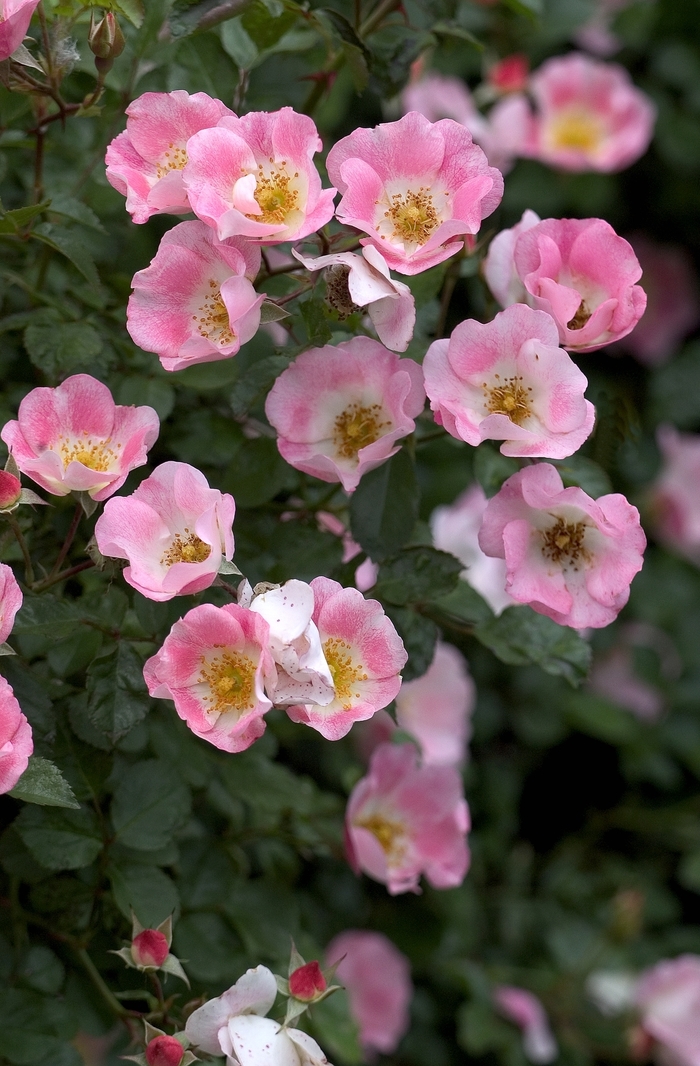 Rose - Rosa 'Carefree Delight' from E.C. Brown's Nursery