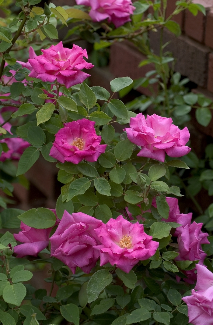 Zepherine Drouhin Rose - Rosa 'Zepherine Drouhin' (Rose) from E.C. Brown's Nursery