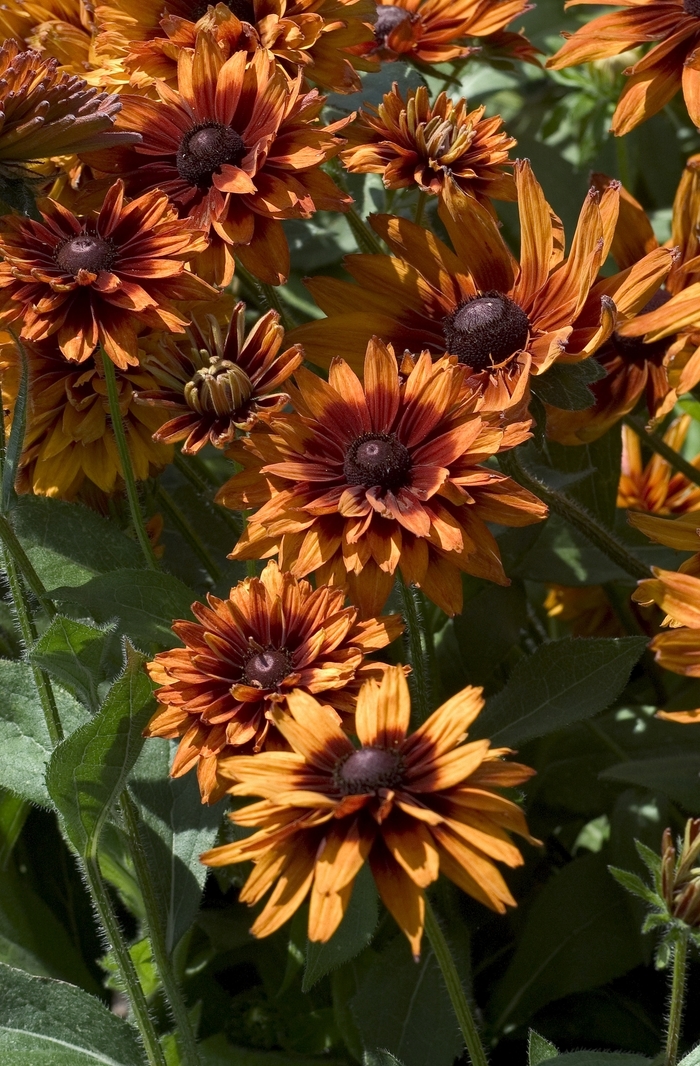 Black Eyed Susan - Rudbeckia hirta from E.C. Brown's Nursery Black Eyed Susan - Rudbeckia hirta from E.C. Brown's Nursery