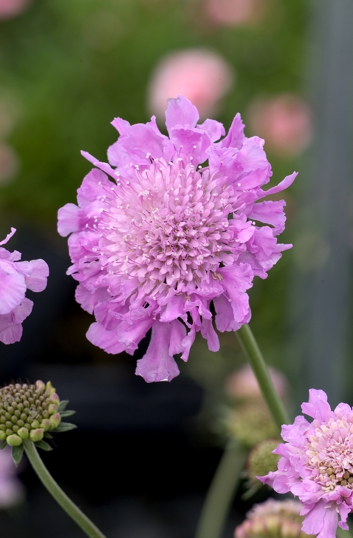 Pincushion Flower - Scabiosa 'Pink Mist' from E.C. Brown's Nursery
