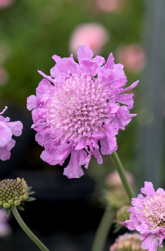Pincushion Flower - Scabiosa 'Pink Mist' from E.C. Brown's Nursery Pincushion Flower - Scabiosa 'Pink Mist' from E.C. Brown's Nursery