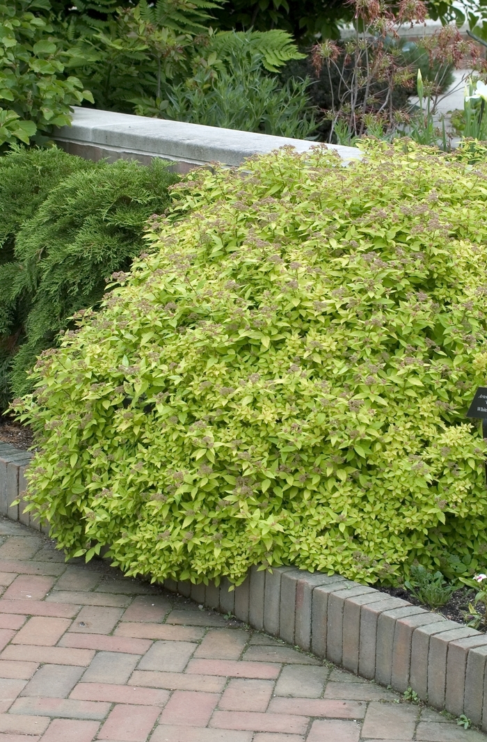 Dakota Goldcharm® Spirea - Spiraea japonica 'Mertyann' from E.C. Brown's Nursery