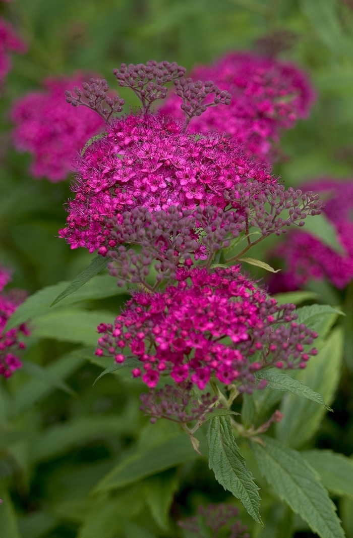 Neon Flash Japanese Spirea - Spiraea japonica 'Neon Flash' from E.C. Brown's Nursery