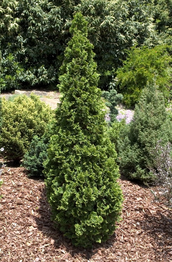 'Degroots Spire' - Thuja occidentalis from E.C. Brown's Nursery