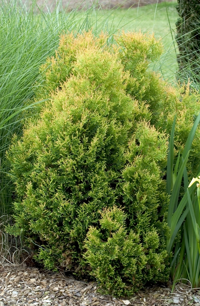 'Rheingold' - Thuja occidentalis from E.C. Brown's Nursery