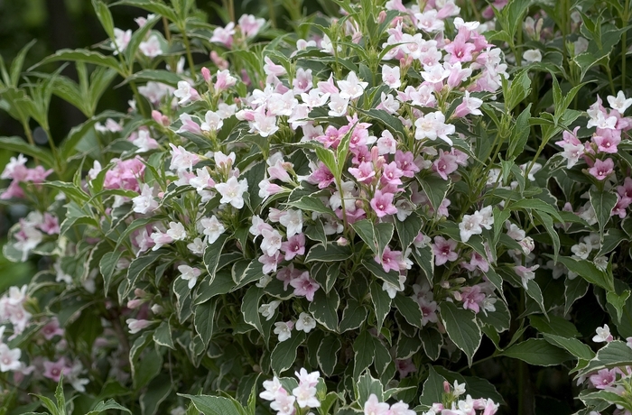 Old Fashioned Weigela - Weigela florida 'Suzanne' from E.C. Brown's Nursery Old Fashioned Weigela - Weigela florida 'Suzanne' from E.C. Brown's Nursery