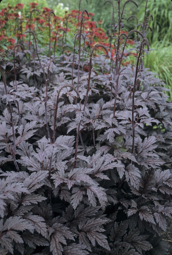 Purple-leaf Bugbane - Cimicifuga ramosa 'Brunette' from E.C. Brown's Nursery