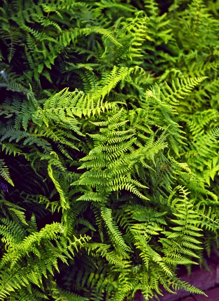 Hay Scented Fern - Dennstaedtia punctilobula from E.C. Brown's Nursery