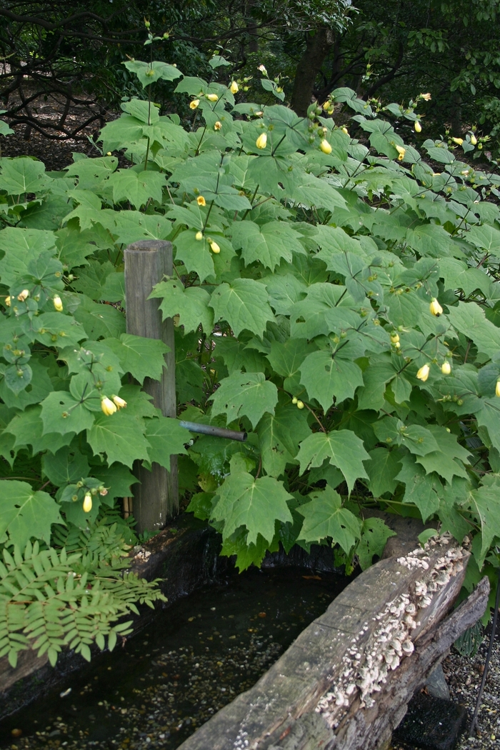 Yellow Waxbells - Kirengeshoma palmata from E.C. Brown's Nursery