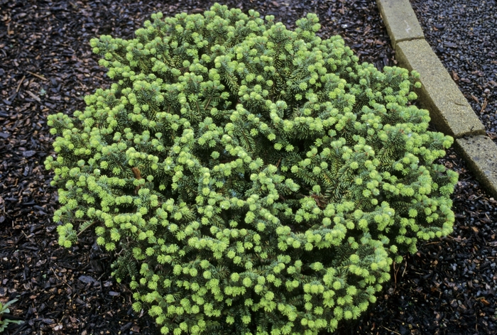 Dwarf Balsam Fir - Abies balsamea 'Nana' from E.C. Brown's Nursery