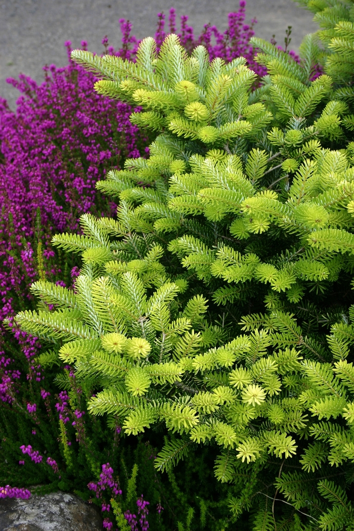Aurea Korean Fir - Abies koreana 'Aurea' (Korean Fir) from E.C. Brown's Nursery Aurea Korean Fir - Abies koreana 'Aurea' (Korean Fir) from E.C. Brown's Nursery