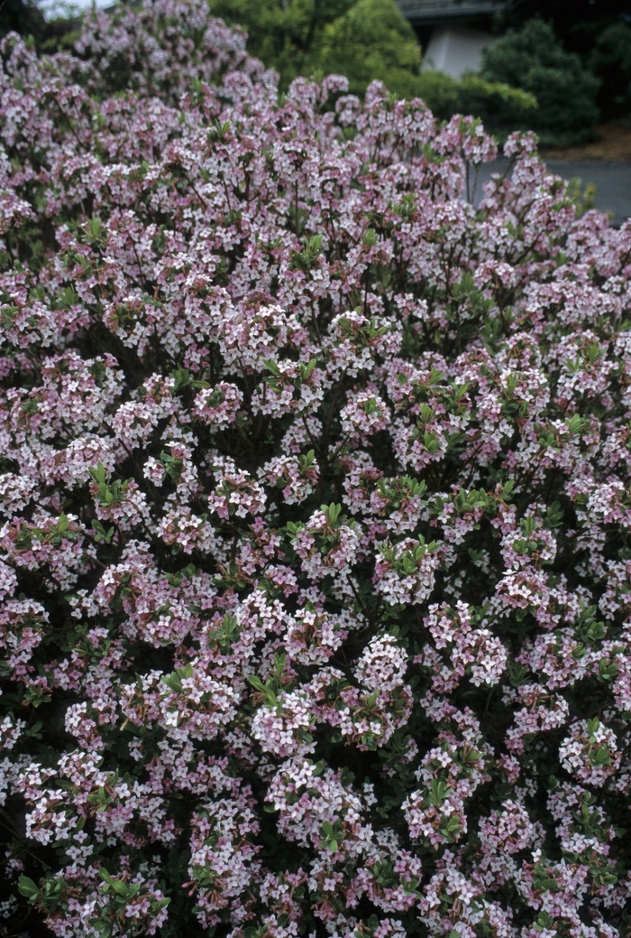 Daphne - Daphne burkwoodii 'Somerset' from E.C. Brown's Nursery