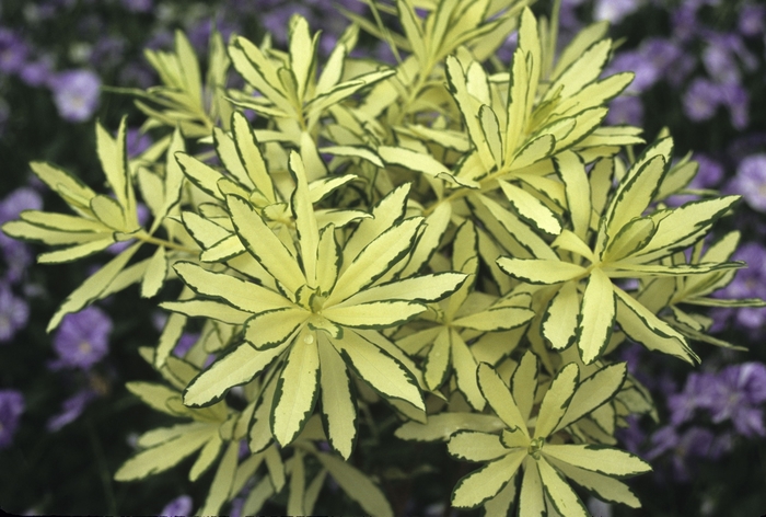 Variegated Daphne - Daphne burkwoodii 'Briggs Moonlight' from E.C. Brown's Nursery