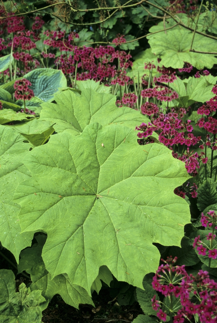 Shieldleaf Rodgersia - Astilboides tabularis from E.C. Brown's Nursery