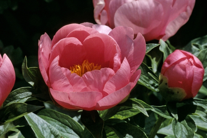 Peony - Paeonia 'Lovely Rose' from E.C. Brown's Nursery Peony - Paeonia 'Lovely Rose' from E.C. Brown's Nursery