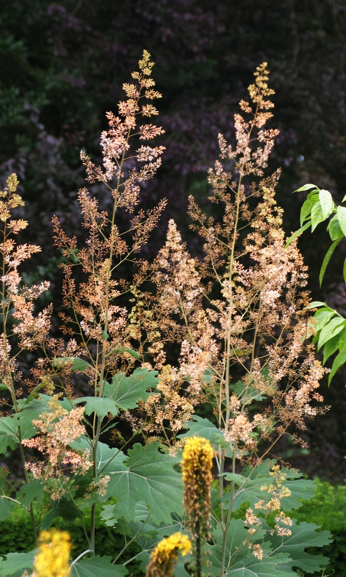 Plume Poppy - Maclaeya cordata from E.C. Brown's Nursery