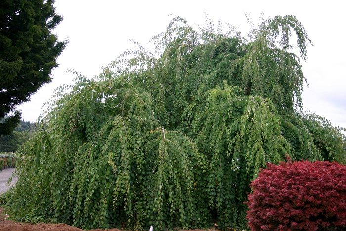 Weeping Katsura Tree - Cercidiphyllum japonicum 'Pendula' from E.C. Brown's Nursery Weeping Katsura Tree - Cercidiphyllum japonicum 'Pendula' from E.C. Brown's Nursery