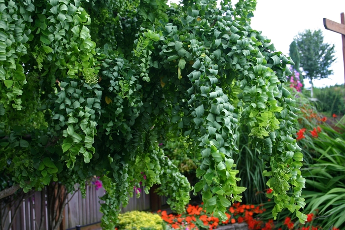 'Twisty Baby™' Black Locust - Robinia pseudoacacia from E.C. Brown's Nursery