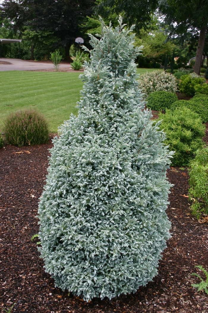 Japanese False Cypress - Chamaecyparis pisifera 'True Blue' from E.C. Brown's Nursery