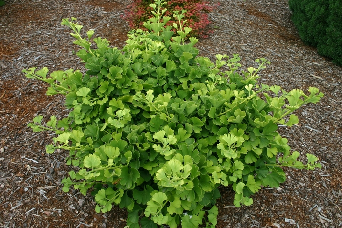 Ginkgo Tree - Ginkgo biloba 'Mariken' from E.C. Brown's Nursery